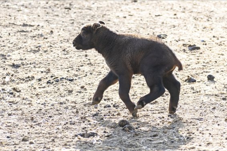 Újabb mishmi takin született a Nyíregyházi Állatparkban