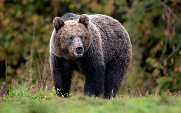 Ismét emberre támadt egy medve az Erdélyben