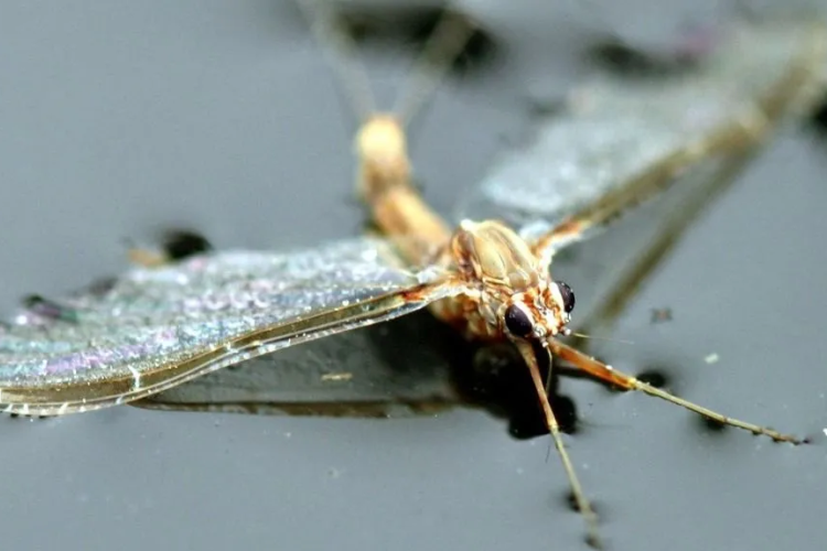 Idén kisebb árvaszúnyograjzás várható a Balatonnál