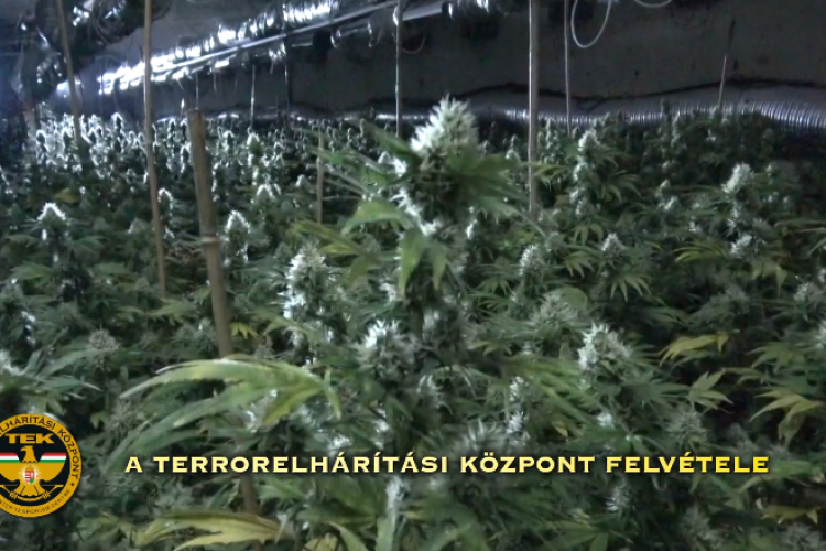 Kannabiszültetvény az álcázott gombapincészetben - VIDEÓ